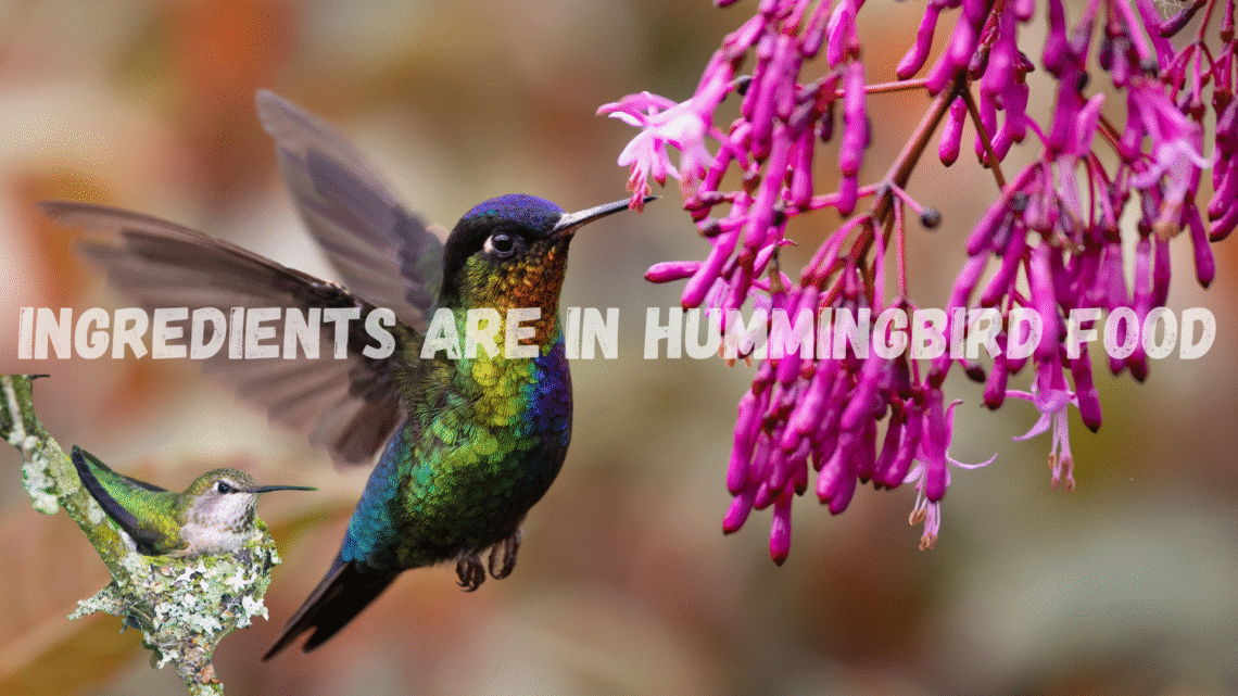 What Ingredients Are in Hummingbird Food?