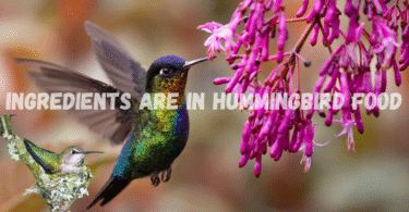 What Ingredients Are in Hummingbird Food?