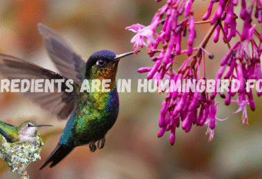 What Ingredients Are in Hummingbird Food?